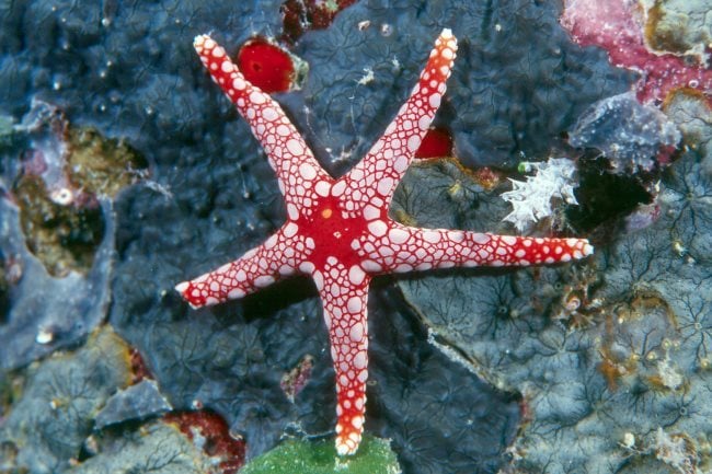 Simbologia da estrela do mar