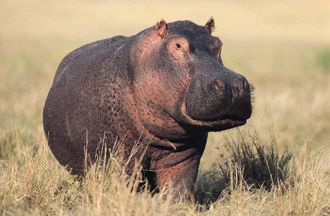 Símbologia do hipopótamo
