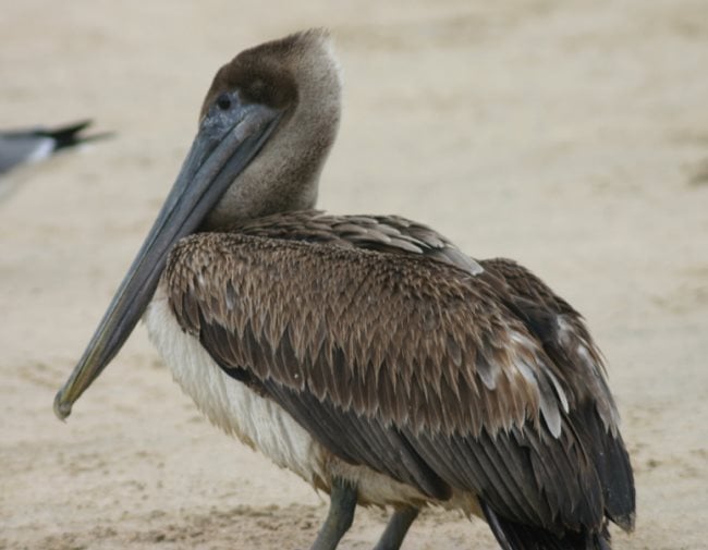 Simbologia do pelicano