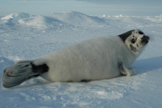 Alimentação das focas. O que comem as focas?