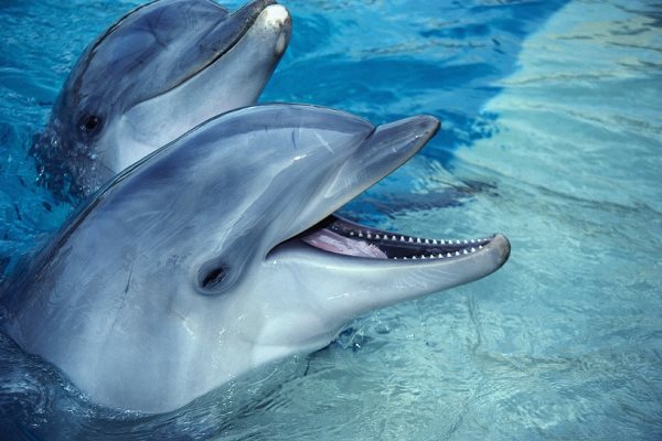 Simbologia dos golfinhos