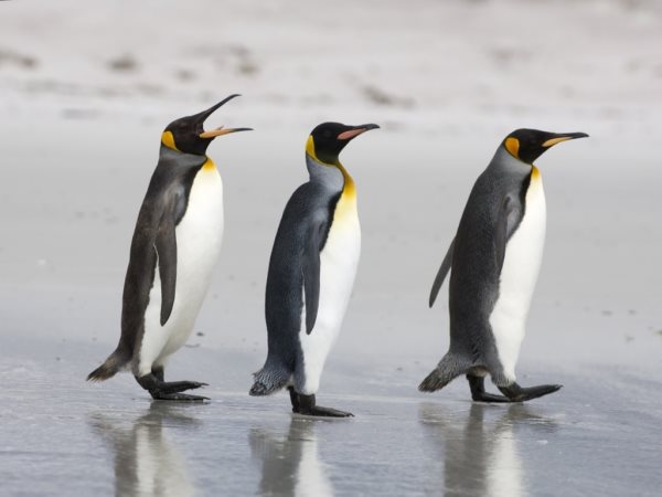 Simbologia dos pinguins