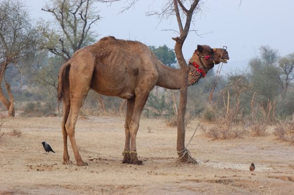 Simbologia do camelo