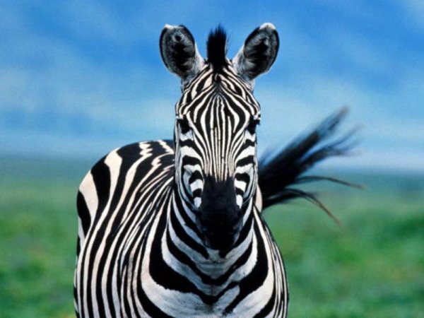Simbologia da zebra