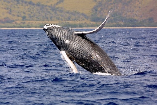 Simbologia das baleias